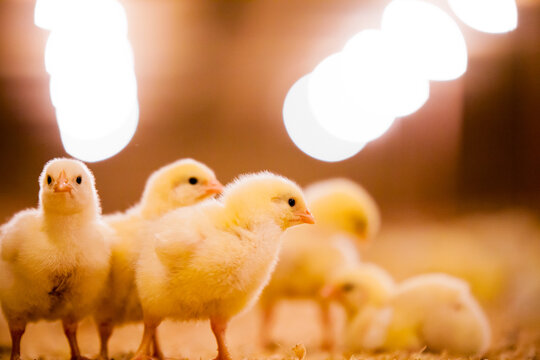 Small yellow chick with blurred background and copy space