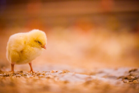 Fluffy newborn baby chick standing in warm light