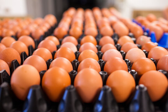 Rows of fresh brown eggs in trays for delivery