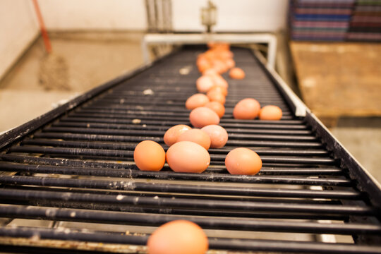 Eggs moving along a conveyor belt in a processing plant
