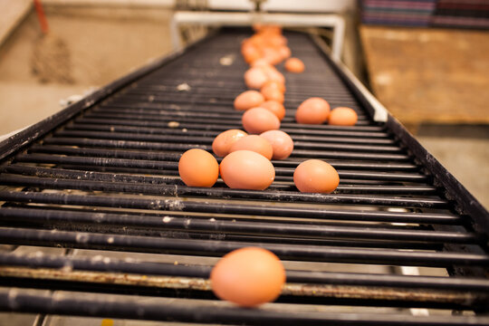 Organic eggs moving along a conveyor belt in a processing plant