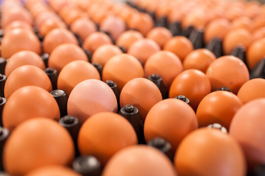 Rows of fresh brown eggs in trays for sorting