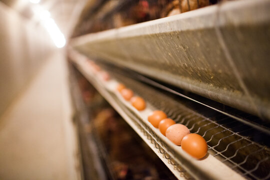 Close up of eggs on a production line at a poultry farm