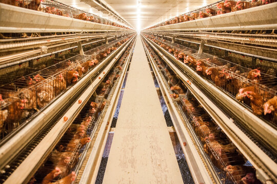 Industrial poultry farm with chickens in battery cages