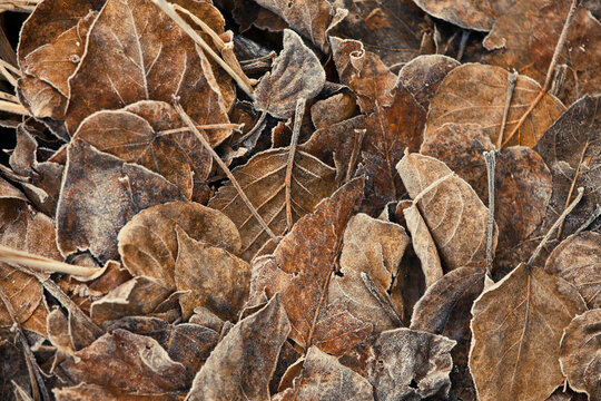 Abstract of leaf litter frozen texture in place