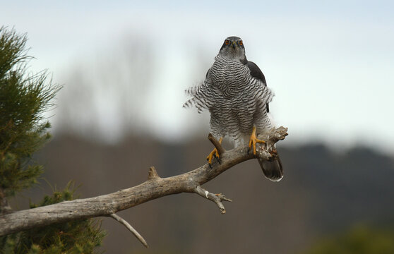 azor en el bosque