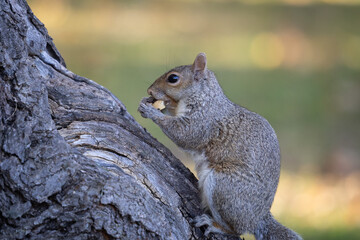 Eastern gray squirrel sitting on tree trunk eating a nut in autumn © Itzy Margaretten