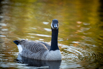 Canada goose swimming directly toward camera creating water ripples © Itzy Margaretten