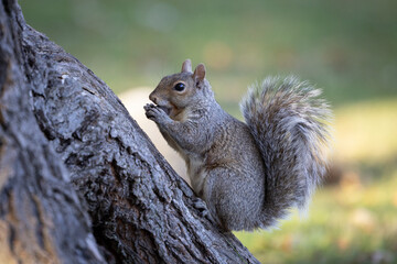 Side view of an eastern gray squirrel nibbling an acorn on tree bark © Itzy Margaretten