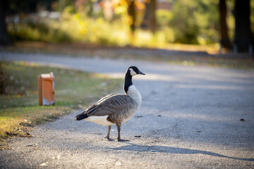 Full length view of a Canada goose on paved walkway during autumn © Itzy Margaretten