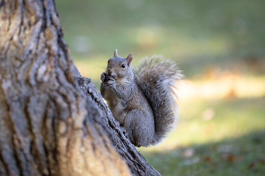Cute grey squirrel looking at camera while eating a nut on a tree trunk
