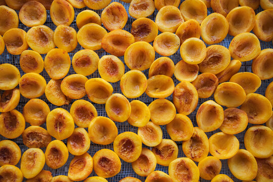 Halved Peaches drying on a food drying rack in arevshat, Armenia