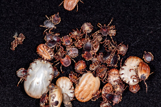 Hyalomma marginatum ticks at different stages of engorgement