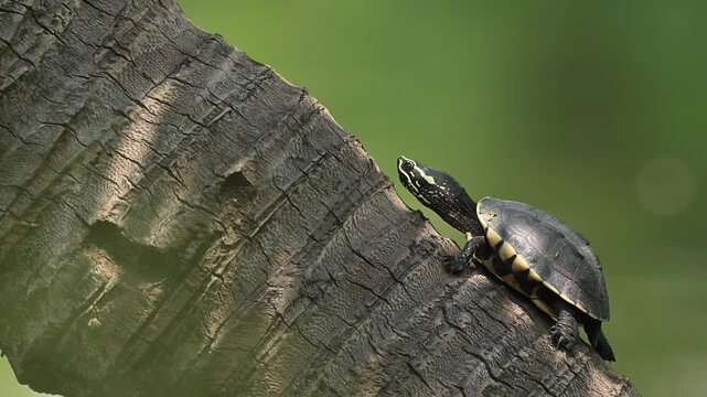 Freshwater Turtle Climbing Across a Fallen Tree