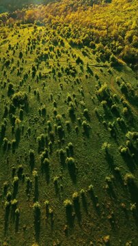 aerial motion of sunlit meadow dotted with small trees and shrubs casting long evening shadows while camera dr