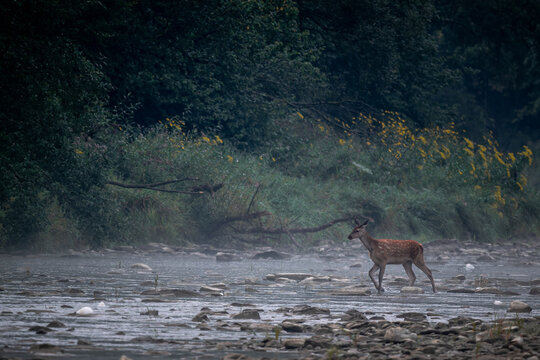Red Deer - Cervus elaphus, large beautiful iconic animal from European forests and meadows, Poland.