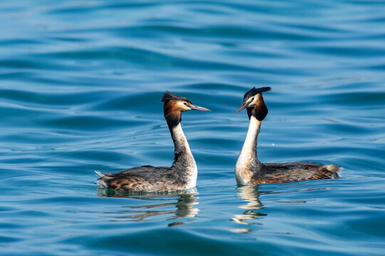 grebe, large water bird, fisherman of lakes and waterways in Europe