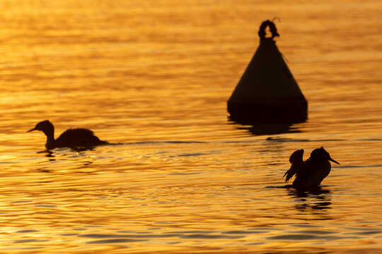 grebe, large water bird, fisherman of lakes and waterways in Europe