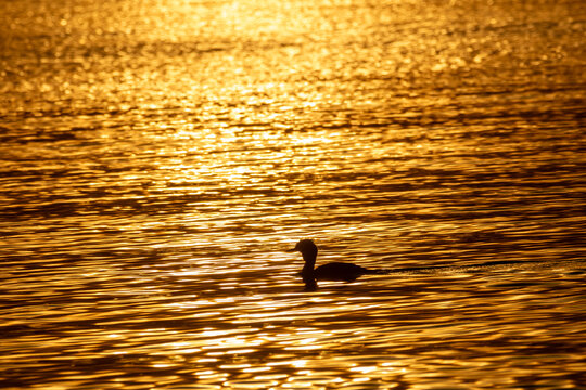 grebe, large water bird, fisherman of lakes and waterways in Europe