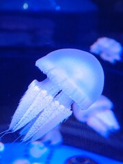 Close-up of a glowing translucent blubber jellyfish swimming underwater in a vibrant blue aquarium © Haafizd