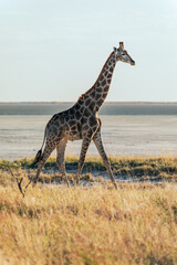 A lone giraffe steps along the rim of Etosha Pan framed by the vast Etosha landscape  © Mark Butler 