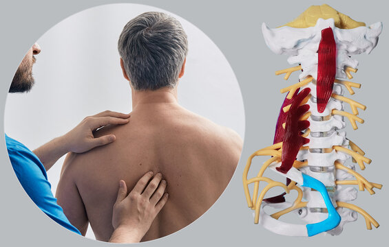 Chiropractor therapist examining back of male patient next to anatomical vertebral spine model. Osteopathy medical consultation.