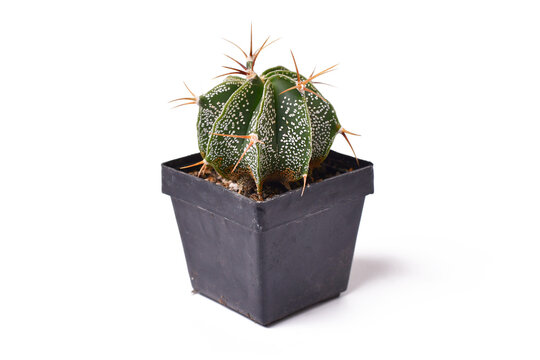 Bishop's Cap 'Astrophytum Ornatum' cactus plant in flower pot on white background