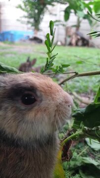 Close up side view of a tricolor rabbit eating fresh leaf, cute multicolored bunny chewing leafy green vegetable outdoors