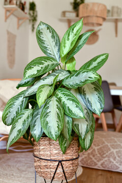 Tropical 'Aglaonema Silver Bay' houseplant with silver pattern in basket pot in boho style living room