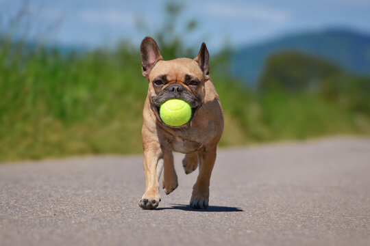 Fawn French Bulldog dog running toward camera with tennis ball in mouth playing fetch