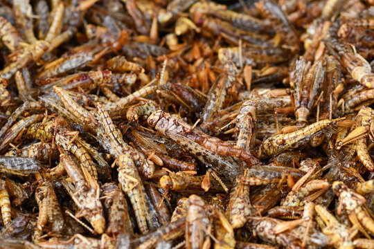 Close up of many grilled thai food grasshoppers