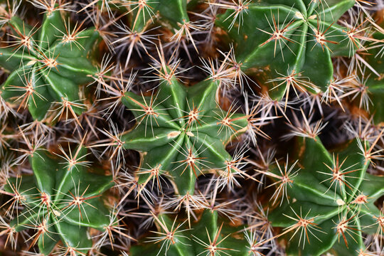 Top view of close up of cactus plants