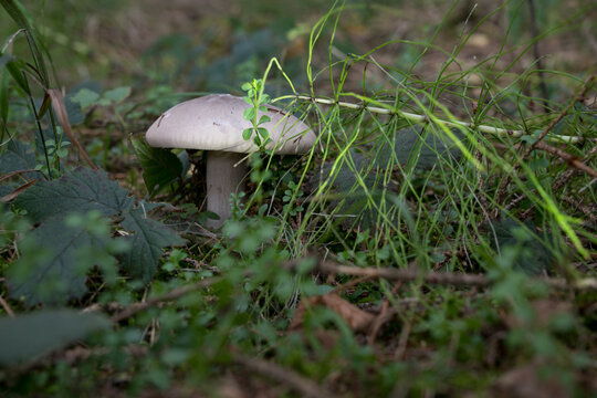 mushrooms looking in the Austrian Alps