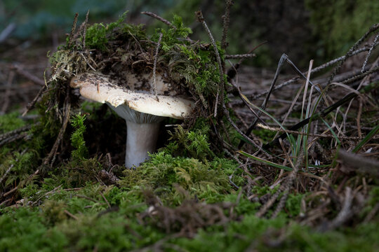 mushrooms looking in the Austrian Alps