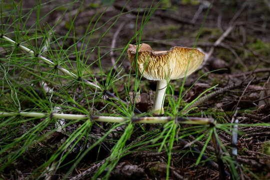 mushrooms looking in the Austrian Alps