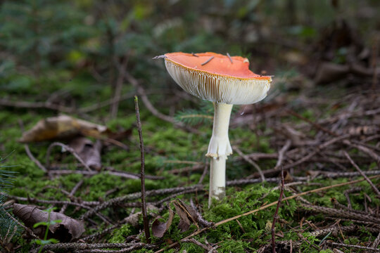 mushrooms looking in the Austrian Alps