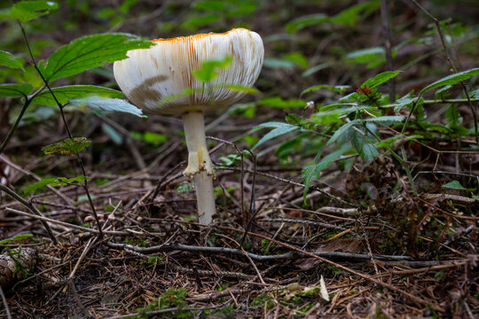 mushrooms looking in the Austrian Alps