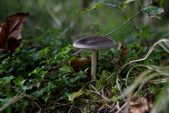 mushrooms looking in the Austrian Alps