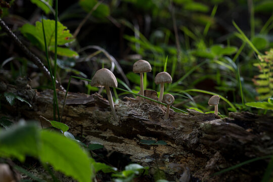 mushrooms looking in the Austrian Alps