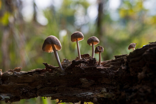 mushrooms looking in the Austrian Alps