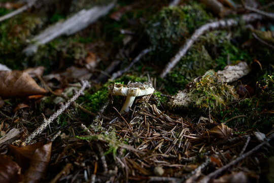 mushrooms looking in the Austrian Alps
