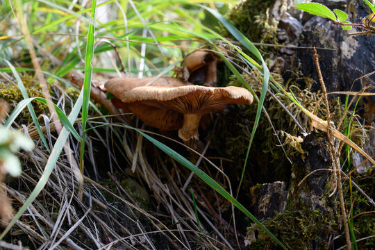 mushrooms looking in the Austrian Alps
