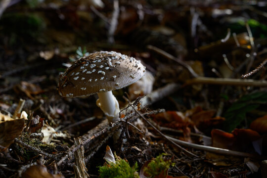 mushrooms looking in the Austrian Alps