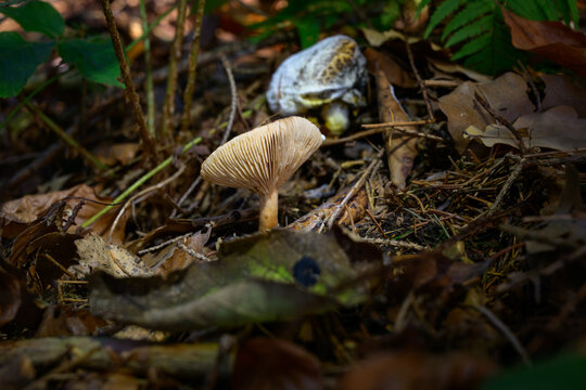 mushrooms looking in the Austrian Alps