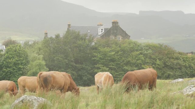 Highland cattle herd croft, Isle of Skye, United Kingdom (slow motion)