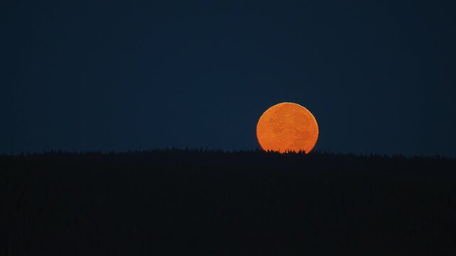 A glowing orange full moon slowly climbs above a dark forested ridgeline against a deep blue twilight sky in this calm moonrise with tiny tree silhouettes lining the edge of the quiet horizon.