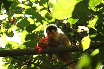 Central American Squirrel Monkey (Saimiri oerstedii) sitting on a branch eating a red flower in the wild, Costa Rica, December 2013 © charlie