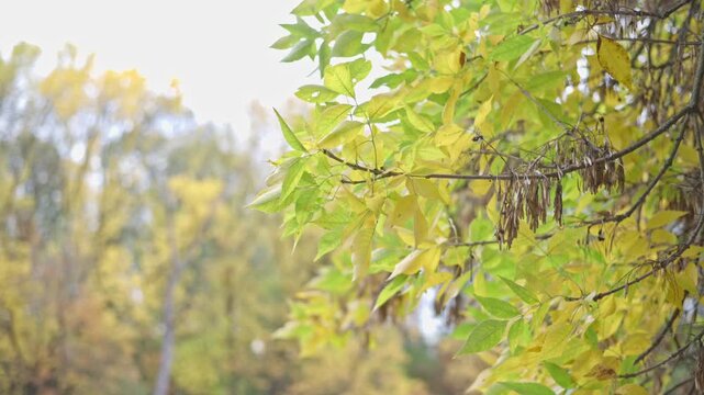 Golden Yellow Autumn Leaves on Tree Branches with Soft Woodland Background