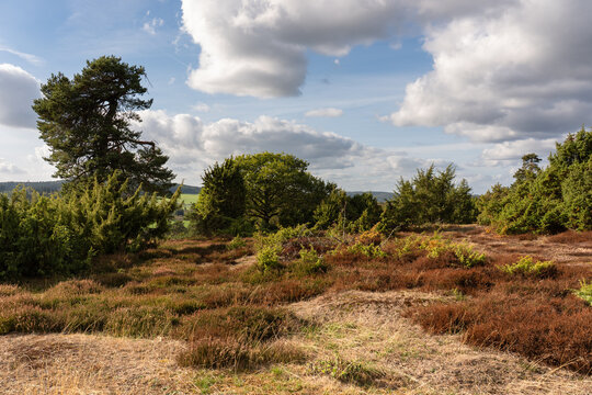 Traumpfad Bergheidenweg, Arft (Oktober 2026)