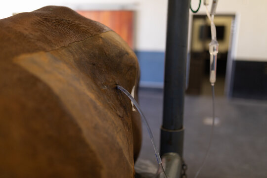 Horse receiving an intravenous therapy in animal hospital